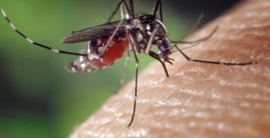 mosquito transmisor del dengue, como eliminarlo y mantener nuestro hogar seguro