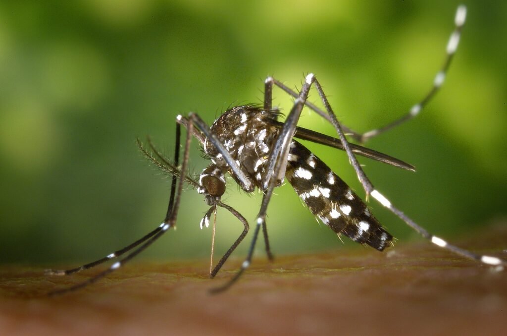 zancudo del dengue, como mantener el hogar libre de zancudos